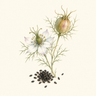 Black Seed Oil