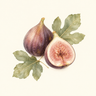 Fig Extract