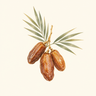 Ajwa Date Extract